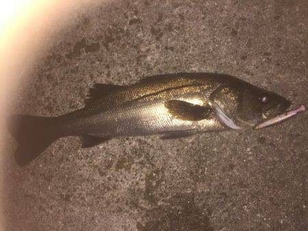 シーバス狙いのはずが