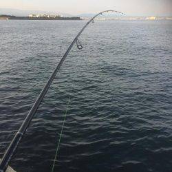 またまたシーバス狙いが