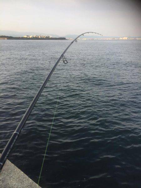 またまたシーバス狙いが