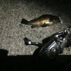 メバリング釣行