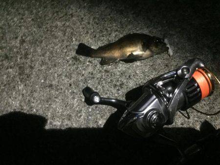 メバリング釣行