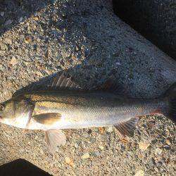 またまたシーバス