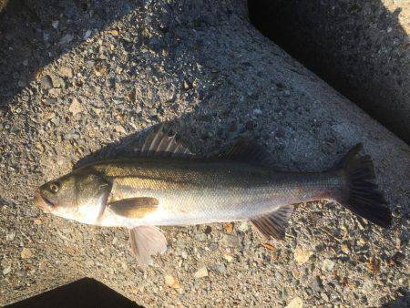 またまたシーバス