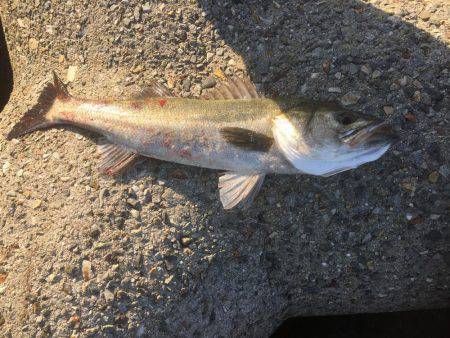 連休最終日シーバス