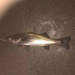 出勤前に朝練シーバス