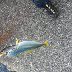 またまた仕事前に朝練シーバス