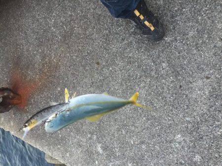 またまた仕事前に朝練シーバス