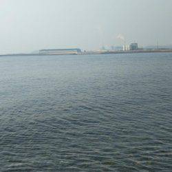 那賀川河口でマゴチ