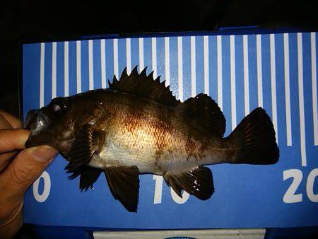 穴釣りのちメバリング