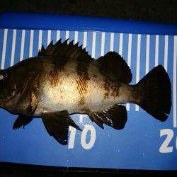 穴釣りのちメバリング