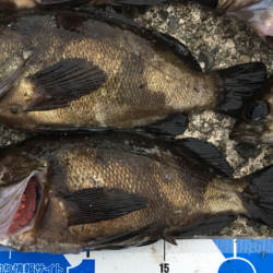 メバルプラッキング遠征