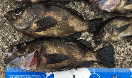 メバルプラッキング遠征