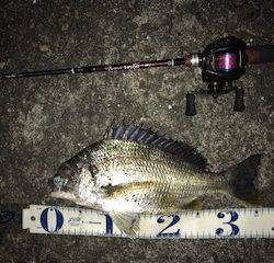 メバルがダメならチニングで