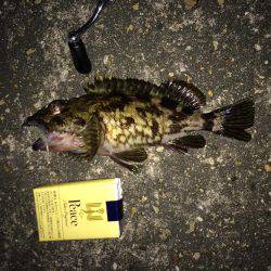 メバル調査の予定でしたが