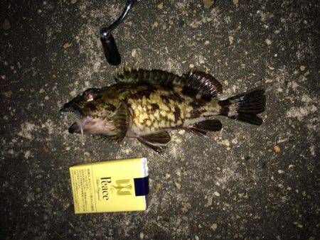 メバル調査の予定でしたが