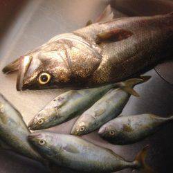 ツバスファイブにシーバスワン