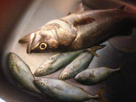 ツバスファイブにシーバスワン