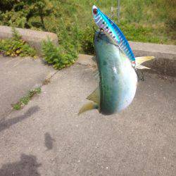 ツバス14午後の部