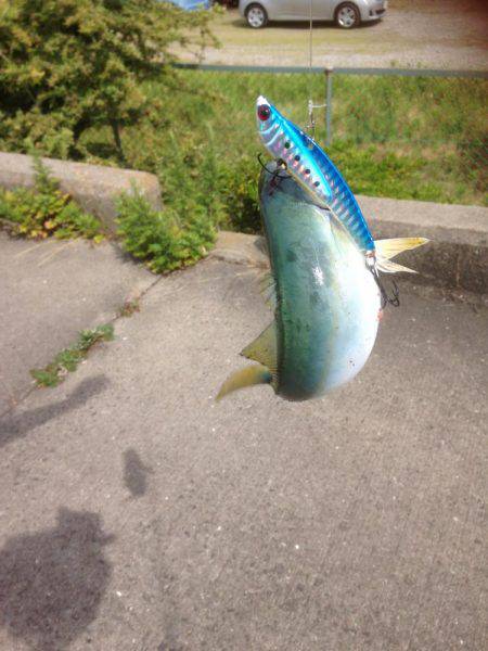 ツバス14午後の部