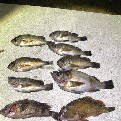 メバル釣れました！