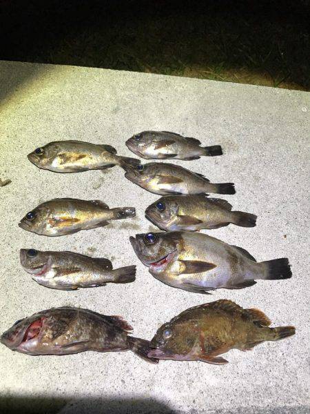 メバル釣れました！