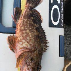 神戸沖堤防　ライトワインドでガシラ