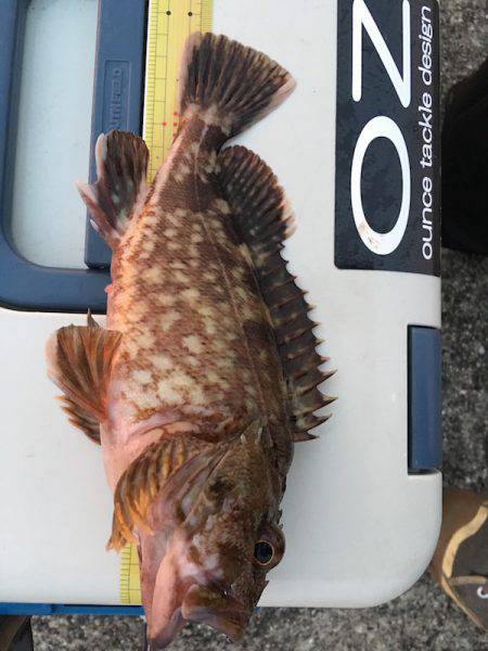 神戸沖堤防　ライトワインドでガシラ