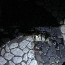 メバリングしに来たのに？！