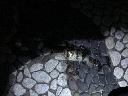 メバリングしに来たのに？！