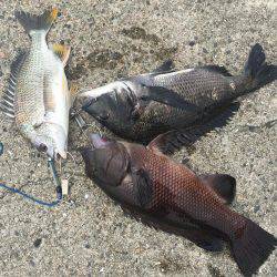 珍しいカンダイ！