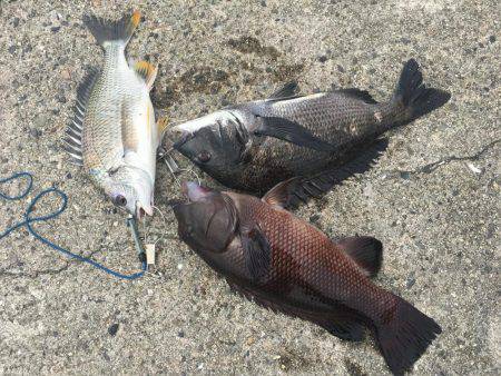 珍しいカンダイ！