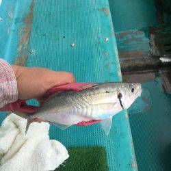 第八丸で五目釣り