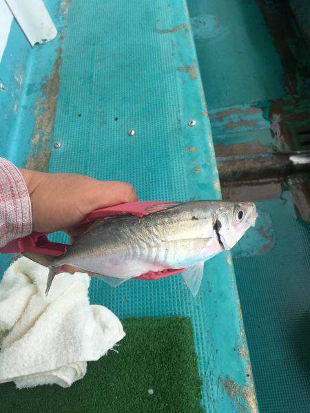 第八丸で五目釣り