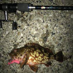 メバル・ガシラ・シーバス