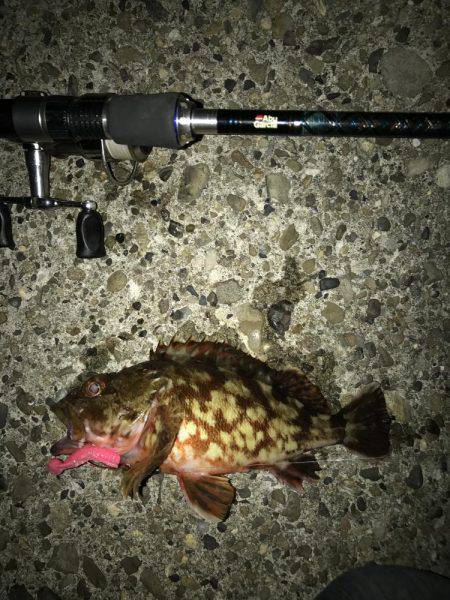 メバル・ガシラ・シーバス