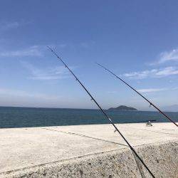 ダツ、ベラ、キス