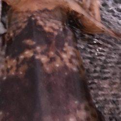 産卵日前後狙い打ち陸っぱりエギング