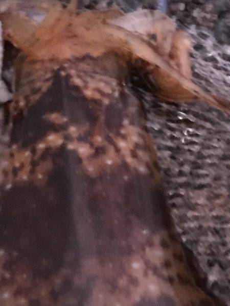 産卵日前後狙い打ち陸っぱりエギング