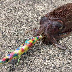 ちょい投げキスからエギング