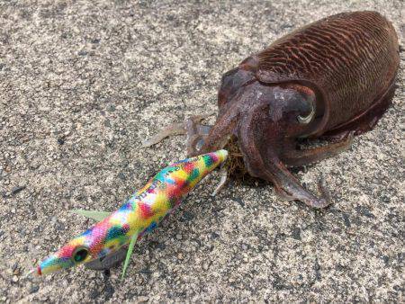 ちょい投げキスからエギング