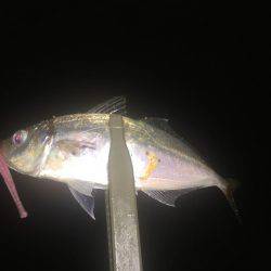 アジを求めて・・・