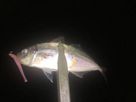 アジを求めて・・・