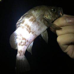 久しぶりの明石エリアでメバリング