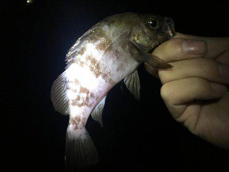 久しぶりの明石エリアでメバリング