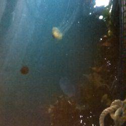 サビキ釣りで子アジ狙い