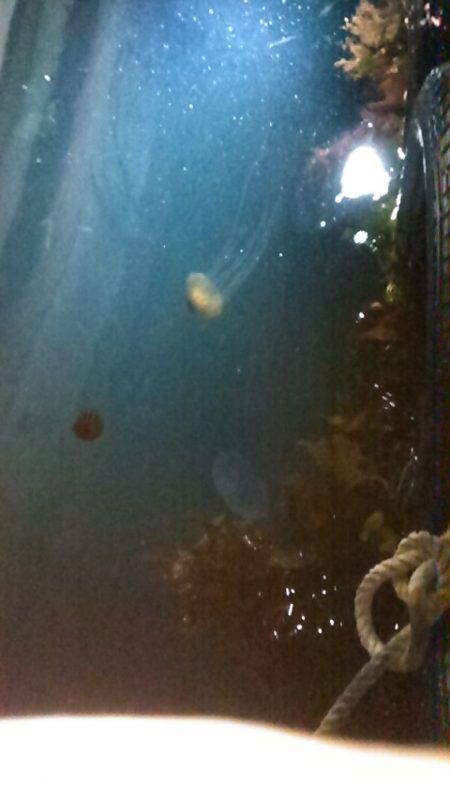 サビキ釣りで子アジ狙い