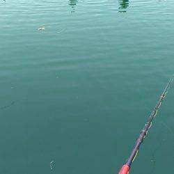 カタタ釣り堀でヒラマサ、カンパチ狙い