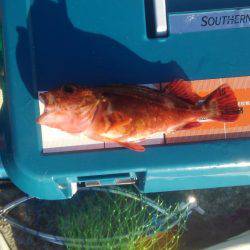 ノンビリちょい投げ