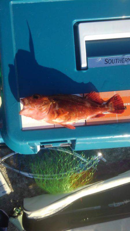 ノンビリちょい投げ