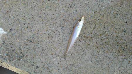 ちょい投げキス釣り